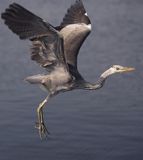 czapla siwa Ardea cinerea port Sandhamn, południowo-wschodni kraniec Szwecji, Blekinge