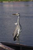 czapla siwa Ardea cinerea port Sandhamn, południowo-wschodni kraniec Szwecji, Blekinge