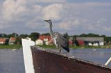 czapla siwa Ardea cinerea port Sandhamn, południowo-wschodni kraniec Szwecji, Blekinge