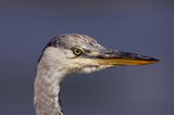 czapla siwa Ardea cinerea port Sandhamn, południowo-wschodni kraniec Szwecji, Blekinge