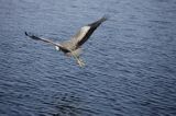 czapla siwa Ardea cinerea port Sandhamn, południowo-wschodni kraniec Szwecji, Blekinge