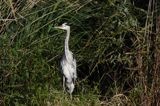 czapla siwa Ardea cinerea