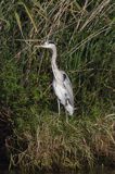 czapla siwa Ardea cinerea