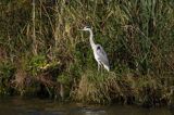 czapla siwa Ardea cinerea