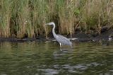 czapla siwa Ardea cinerea