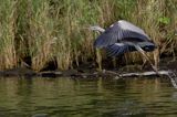 czapla siwa Ardea cinereaa