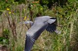 czapla siwa Ardea cinerea