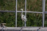 czapla siwa Ardea cinerea na nabrzeżu portowym koło Świnoujścia