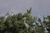 czapla siwa Ardea cinerea, kolonia