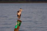 czapla siwa Ardea cinerea