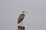 czapla siwa Ardea cinerea