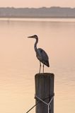 czapla siwa Ardea cinerea