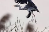 czapla siwa Ardea cinerea