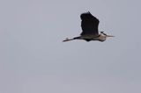 czapla siwa Ardea cinerea