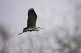 czapla siwa Ardea cinerea