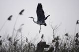 czapla siwa Ardea cinerea