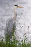 czapla siwa, Ardea cinerea