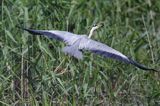 czapla siwa, Ardea cinerea