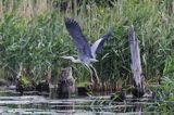 czapla siwa, Ardea cinerea