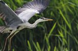 czapla siwa, Ardea cinerea