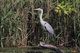 czapla siwa, Ardea cinerea