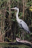 czapla siwa, Ardea cinerea