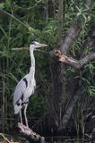 czapla siwa, Ardea cinerea