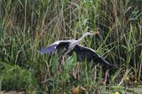 czapla siwa, Ardea cinerea