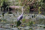 czapla siwa, Ardea cinerea