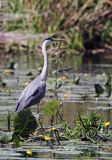 czapla siwa, Ardea cinerea