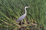 czapla siwa, Ardea cinerea