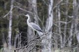 czapla siwa, Ardea cinerea