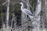 czapla siwa, Ardea cinerea