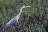 czapla siwa, Ardea cinerea