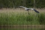 Czapla siwa, Ardea cinerea