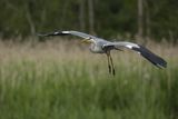 Czapla siwa, Ardea cinerea