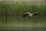 Czapla siwa, Ardea cinerea