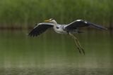 Czapla siwa, Ardea cinerea