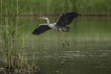 Czapla siwa, Ardea cinerea