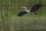 Czapla siwa, Ardea cinerea