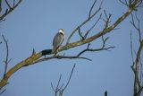 Czapla siwa, Ardea cinerea