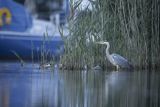 Czapla siwa, Ardea cinerea