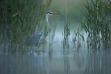 Czapla siwa, Ardea cinerea