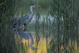 Czapla siwa, Ardea cinerea