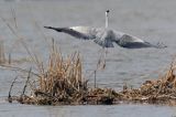 czapla siwa Ardea cinerea