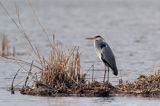 czapla siwa Ardea cinerea