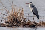 czapla siwa Ardea cinerea