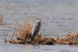 czapla siwa Ardea cinerea