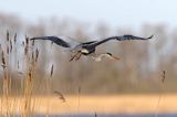 czapla siwa Ardea cinerea