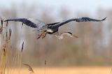 czapla siwa Ardea cinerea